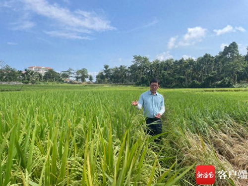 做好水稻防涝防病虫害 三亚农技专家提醒