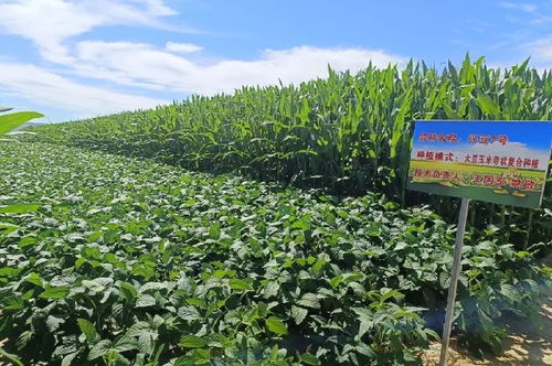 和林格尔县 2.7万亩大豆玉米带状复合种植区农作物长势喜人