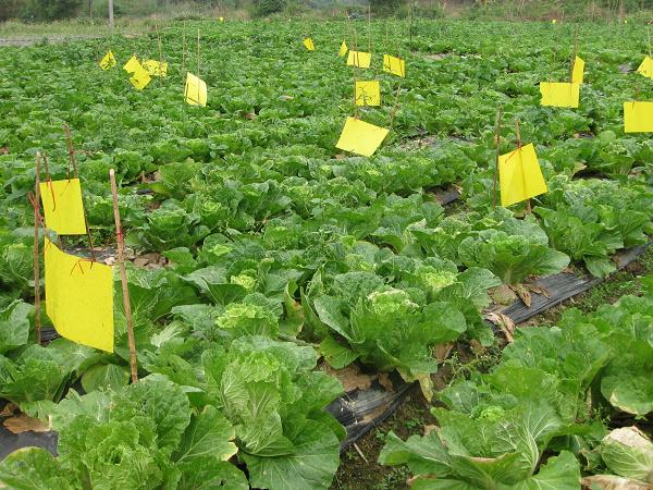 凭祥市农业局做好春季蔬菜病虫害防治工作